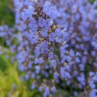 Nepeta faassenii 'Purrsian Blue'