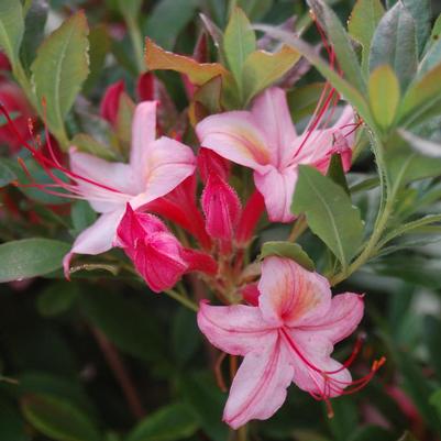 Azalea viscosum Lollipop