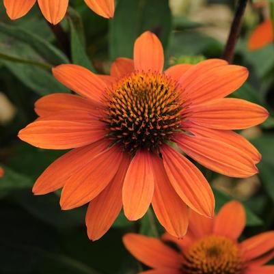 Echinacea x Sombrero® Adobe Orange
