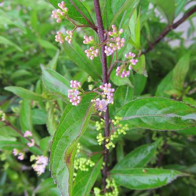 Callicarpa dich. Early Amethyst