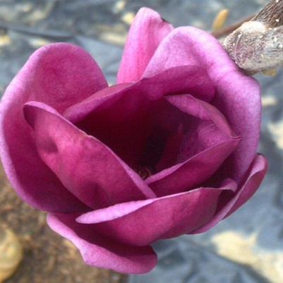 Magnolia x Genie