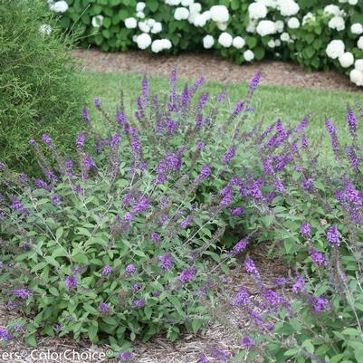 Buddleia x Lo & Behold® Lo & Behold® 'Blue Chip Jr.'