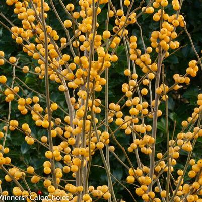 Ilex verticillata Berry Heavy® Gold
