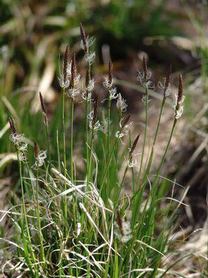 Carex pensylvanica 