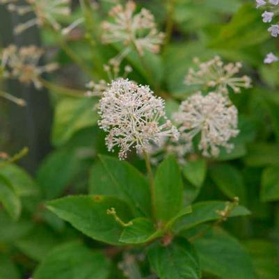 Ceanothus americanus 