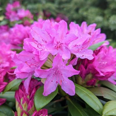 Rhododendron cat. 'Roseum Pink'