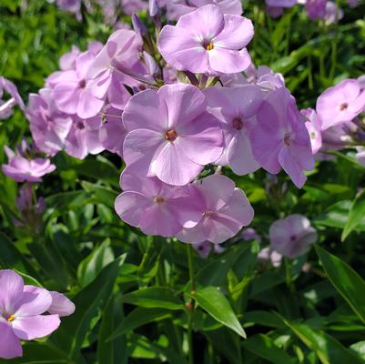 Phlox hybrid Opening Act Blush