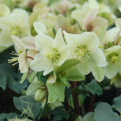 Helleborus x ericsmithii HGC® Champion