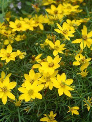 Coreopsis verticillata 'Zagreb'