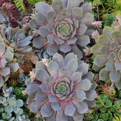 Sempervivum 'Pacific Blue Ice'