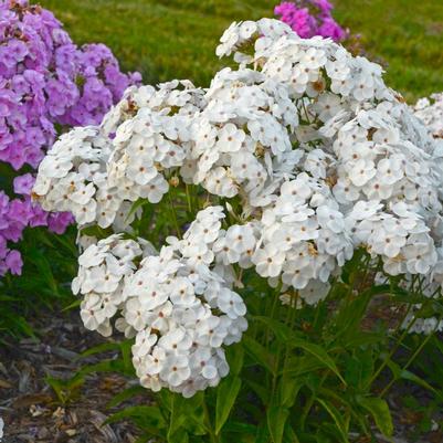 Phlox hybrid Opening Act White