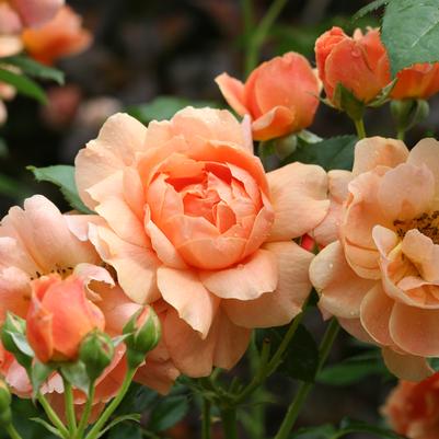 Rosa x At Last®