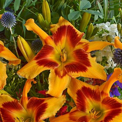 Hemerocallis hybrid Rainbow Rhythm® Rainbow Rhythm® Tiger Swirl