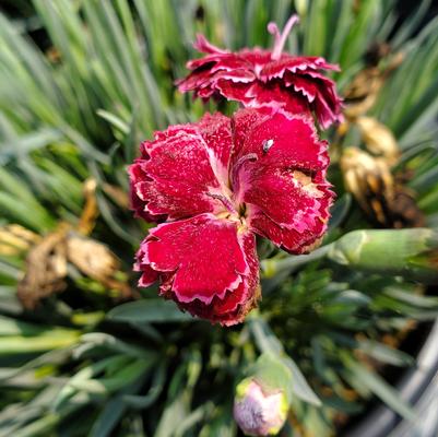 Dianthus x Fruit Punch® Black Cherry Frost