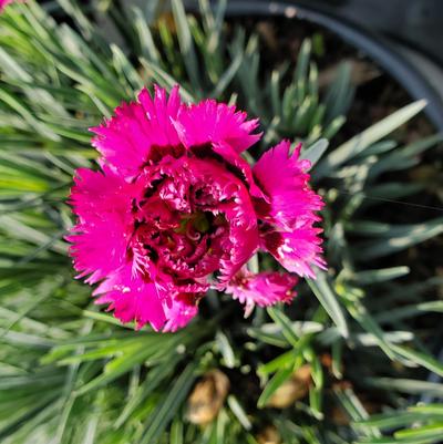 Dianthus x Fruit Punch® Spiked Punch