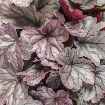 Heuchera hybrid Dolce® Dolce® Silver Gumdrop
