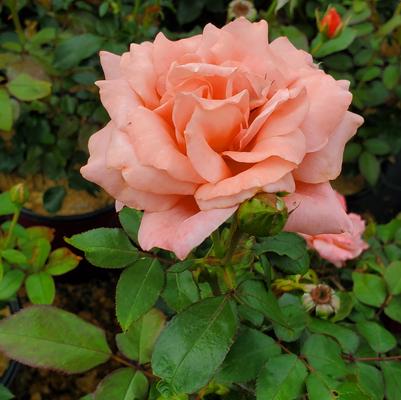 Rosa Sweet Fragrance