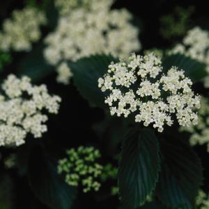 Viburnum dentatum 