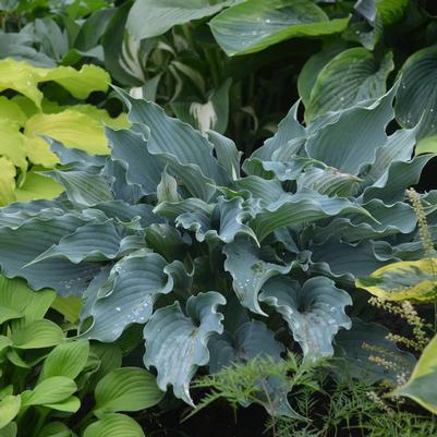 Hosta x Shadowland® Shadowland® 'Waterslide'