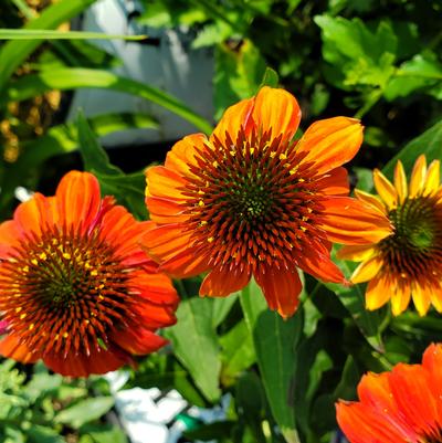 Echinacea x SUMMERSONG™ Firefinch™
