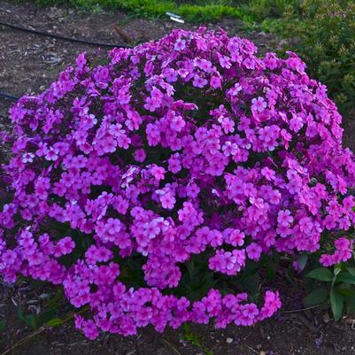 Phlox hybrid Cloudburst