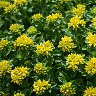 Sedum 'Little Miss Sunshine'