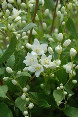 Deutzia gracilis Nikko