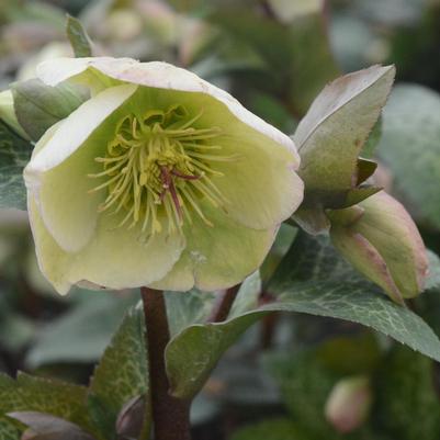 Helleborus Frostkiss® Molly's White