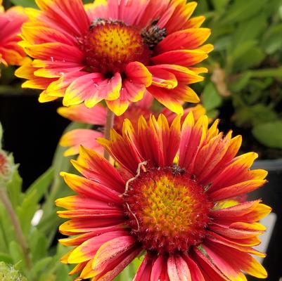 Gaillardia aristata Spintop® Orange Halo