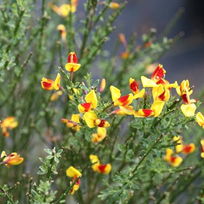 Cytisus scoparius Sister Disco®