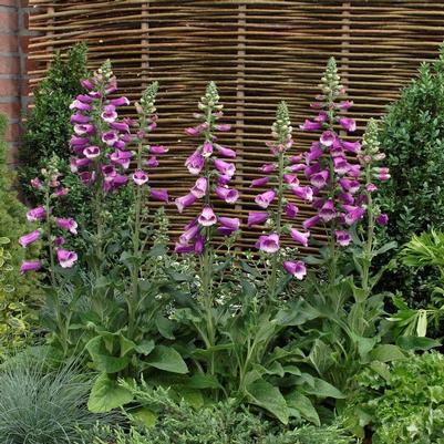 Digitalis purpurea 'Dalmation Purple'