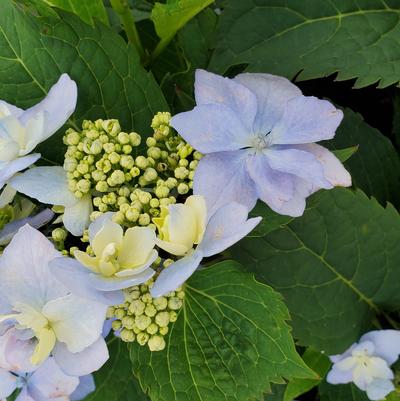 Hydrangea serrata Tuff Stuff Ah-Ha®
