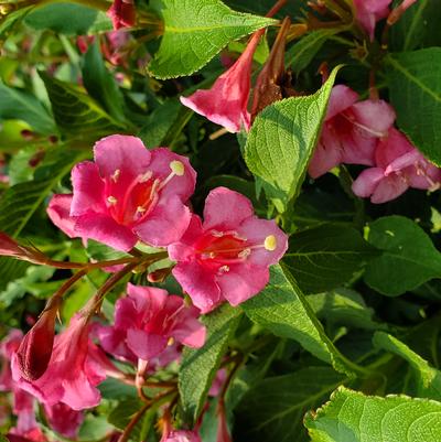 Weigela florida Snippet® Dark Pink