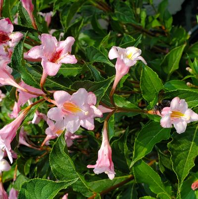 Weigela florida Sonic Bloom® Pure Pink