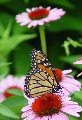 Echinacea Magnus