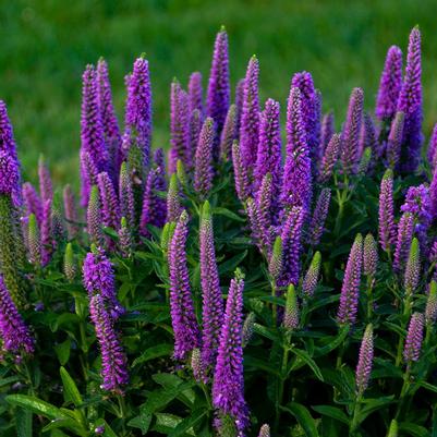 Veronica x Magic Show® 'Purple Illusion'