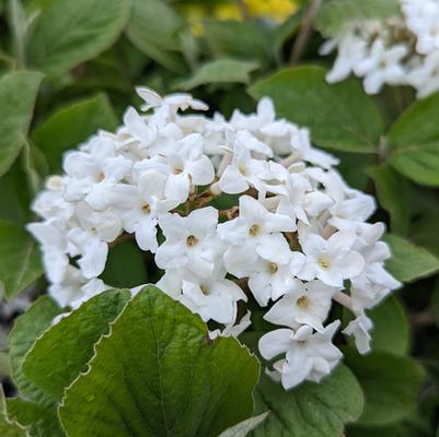 Viburnum carlesii Spice Island®