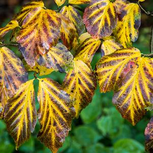 Parrotia persica 'Vanessa'