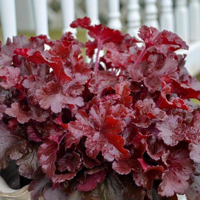 Heuchera hybrid Dolce® Dolce® 'Cherry Truffles'