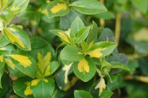 Euonymus fortunei 'Moonshadow'