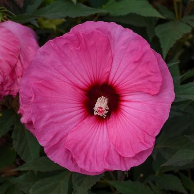 Hibiscus x Summerific® Candy Crush