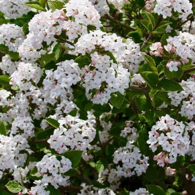 Viburnum carlesii Sugar n' Spice™