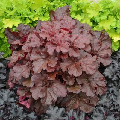 Heuchera hybrid Primo™ Primo™ 'Mahogany Monster'