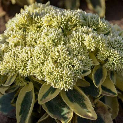 Sedum x 'Frosted Fire'
