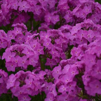 Phlox hybrid 'Opening Act Ultrapink'