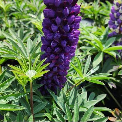 Lupinus p. lupini Blue Shades