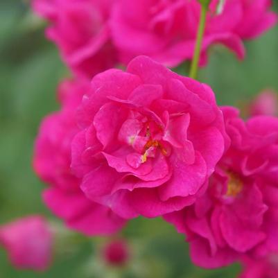 Rosa Oso Easy Peasy™