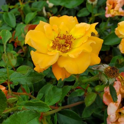 Rosa x Suñorita®