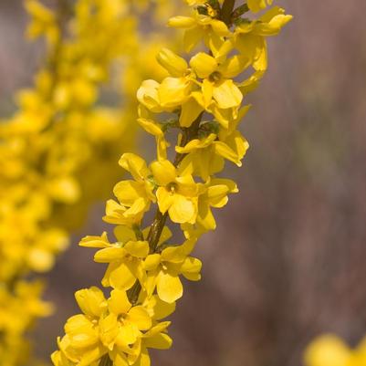 Forsythia Show Off®