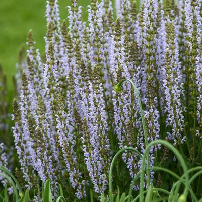 Salvia nemerosa 'Perfect Profusion'